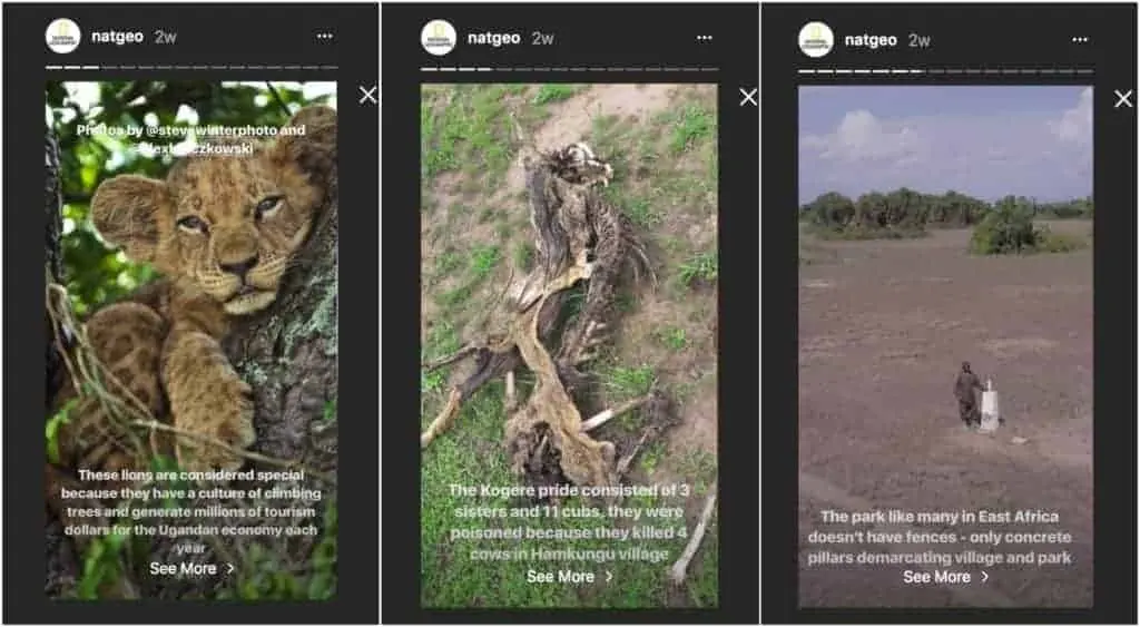 Three Instagram story slides showcase lions, a carcass from a killed cow, and a park boundary in East Africa, highlighting local wildlife issues.